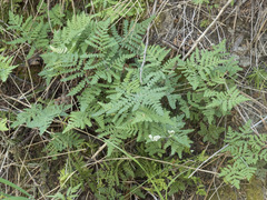 Pentagramma triangularis semipallida