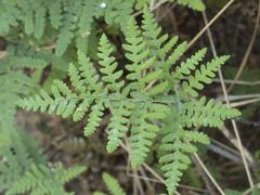 Pentagramma triangularis semipallida