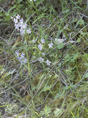 Delphinium gracilentum