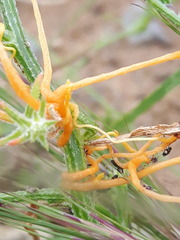 Cuscuta chinensis