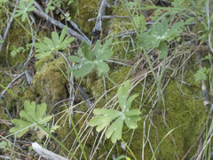 Delphinium gracilentum