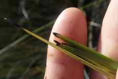 Sparganium subglobosum