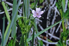 Geranium magellanicum