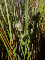 Sparganium subglobosum