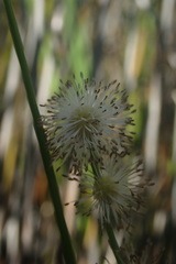 Sparganium subglobosum