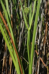 Sparganium subglobosum