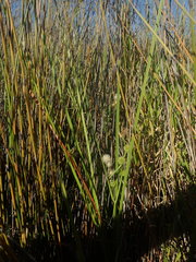 Sparganium subglobosum