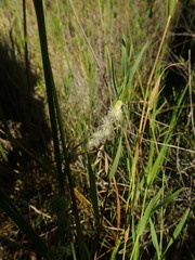 Sparganium subglobosum