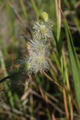 Sparganium subglobosum