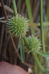 Sparganium subglobosum