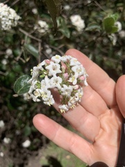 Viburnum × burkwoodii