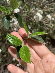 Viburnum × burkwoodii
