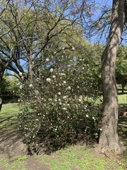 Viburnum × burkwoodii