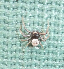 Coriarachne depressa