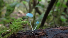 Mycena cyanocephala