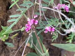 Indigofera vicioides rogersii