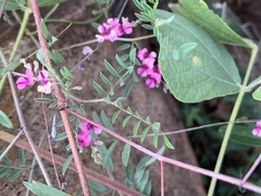 Indigofera vicioides rogersii