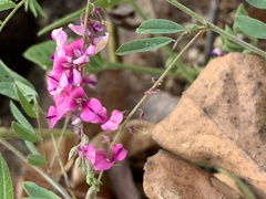 Indigofera vicioides rogersii