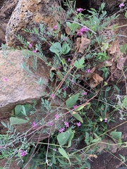 Indigofera vicioides rogersii