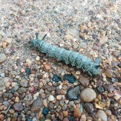 Citheronia brissotii