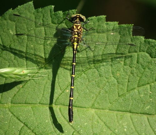 Interior Least Clubtail photo 4