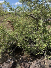 Hymenodictyon parvifolium