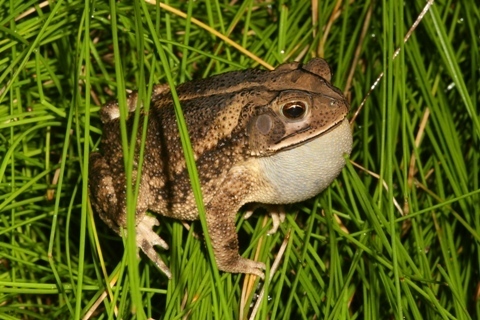 Gulf Coast Toad, photo 2 of 10