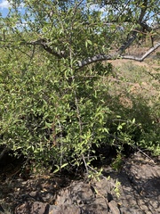 Hymenodictyon parvifolium