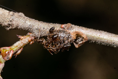 Parthenolecanium quercifex