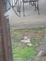 Sciurus carolinensis