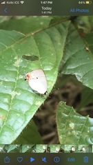 Iaspis andersoni