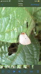 Iaspis andersoni
