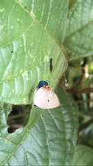 Iaspis andersoni