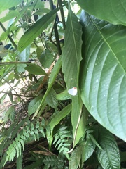 Iaspis andersoni