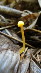 Mycena chusqueophila