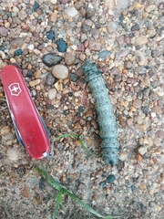 Citheronia brissotii