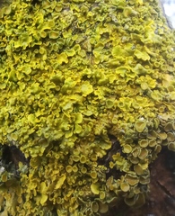 Xanthoria parietina