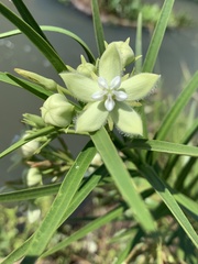 Kanahia laniflora