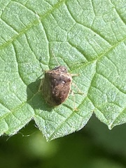 Cosmopepla intergressa