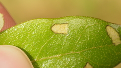 Homoeolabus analis