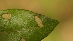 Homoeolabus analis