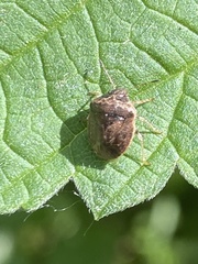 Cosmopepla intergressa