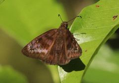 Ephyriades brunnea floridensis
