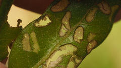 Homoeolabus analis