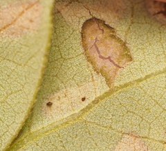 Homoeolabus analis