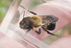 Osmia bucephala