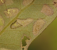 Homoeolabus analis