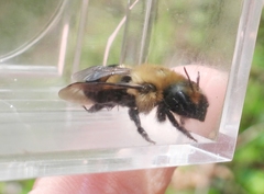 Osmia bucephala