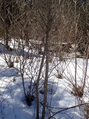 Fraxinus nigra image