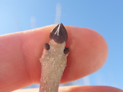 Fraxinus nigra image